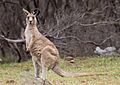 Macropus giganteus Male