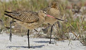 Marbled Godwit stretch.JPG