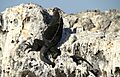 Marine Iguana Isabela Elizabeth Bay