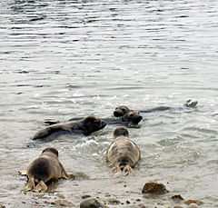 Marine Mammal Center release