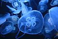 Moon Jellies (Aurelia aurita) (7153396279)