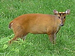 Muntjac deer.JPG