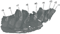 Nanuqsaurus dentary