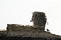 Osprey with its nest