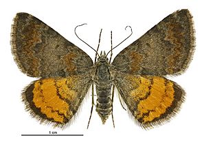 Paranotoreas brephosata female.jpg