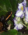 Phyllobates Aurotaenia Red & Violets