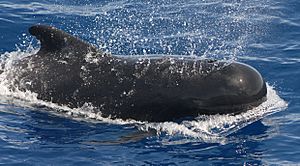 Pilot whale.jpg