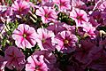 Pink petunias