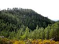 Pinus attenuata Big Basin 4