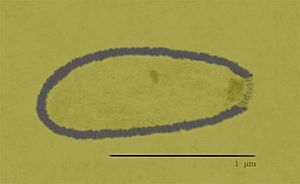 Pithovirus sibericum sketch.jpg