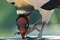 Pivoting king vulture.jpg