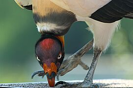 Pivoting king vulture