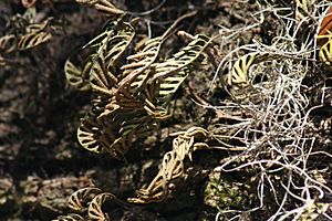 Pleopeltis polypodioides Cumberland Island 3