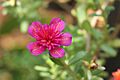 Portulaca flowers 02