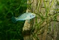 Pygmy Sunfish, Elassoma evergladei.jpg