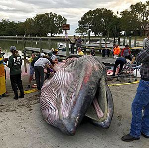 Rice's whale necropsy