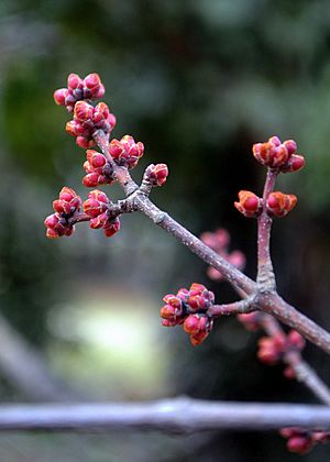 Rubrum buds