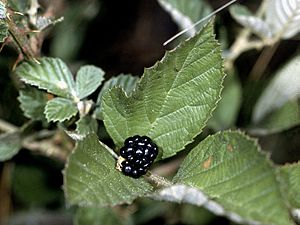 Rubus cuneifolius NRCS-1.jpg