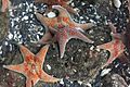 Sea stars in Ucluelet Aquarium