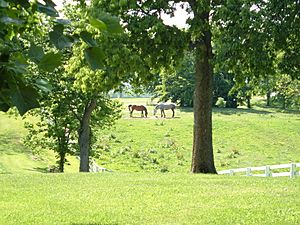 Shakertown Horses Grazing 2005-05-27