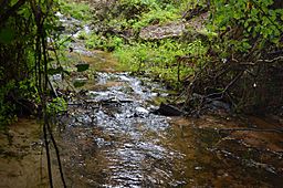 Shanks Creek Poinsett State Park.jpg