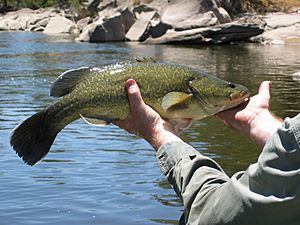 Small Murray cod