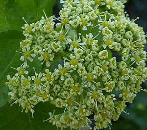 Smyrnium olusatrum flowers