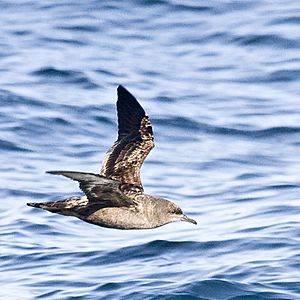 Sooty Shearwater