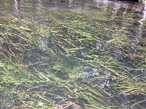 Springtape on the Ichetucknee River.jpg