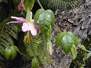 Starr 010423-0060 Passiflora tarminiana