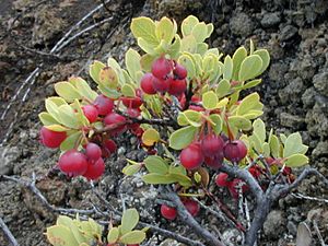 Starr 011003-0146 Vaccinium reticulatum.jpg