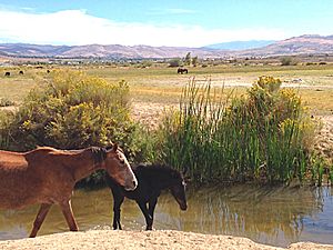 Steamboat Springs Nevada