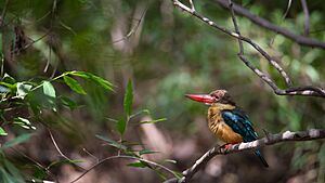 Stork Billed Kingfisher