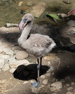 Sub-adult Phoenicopterus roseus