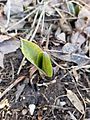 Symplocarpus foetidus (Eastern skunk cabbage) sprouting