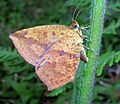 Tetragonus catamitus India