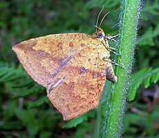 Tetragonus catamitus India