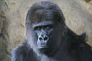 UenoGorilla