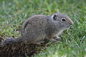 Uinta ground squirrel, Jackson.jpg