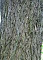 Ulmus thomasii (meisse) bark