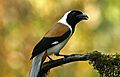 White-bellied treepie (Dendrocitta leucogastra)