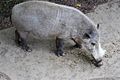 Wild Boar at San Diego Zoo