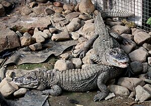 2011 China-Alligator 0491