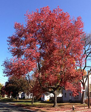 2014-10-30 11 09 40 Red Maple during autumn on Lower Ferry Road in Ewing, New Jersey.JPG