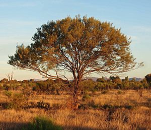 Acacia aneura habit.jpg