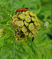 Acaster South Ings 2021-07-08 (4)