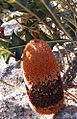 Banksia gardneri blackstyles email