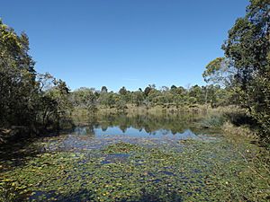 Berrinba Wetlands billabong