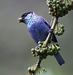 Black-capped-Tanager.jpg