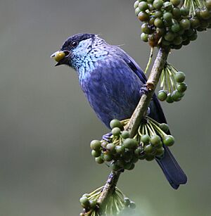 Black-capped-Tanager